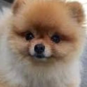 Meet your Posher, Liam